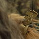 Maz Kanata hands the brown-furred Wookiee Chewbacca a golden medal.